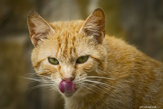 5 Clear Signs Your Cat Is Experiencing Heat Stroke