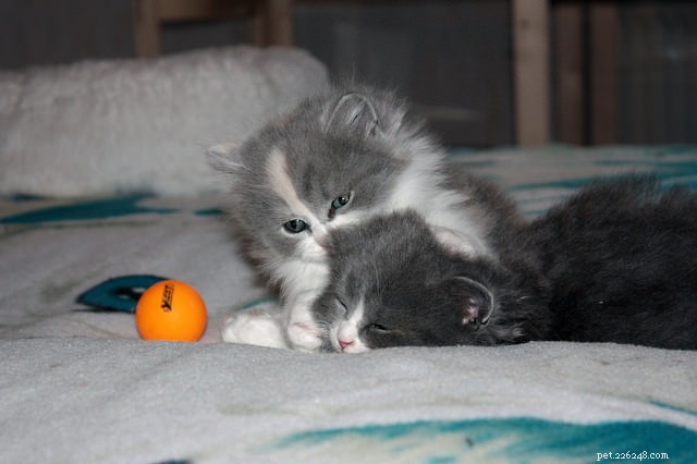Why Kittens Nurse Objects & How to Stop It Safely