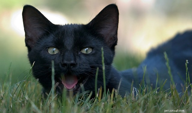 5 Clear Signs Your Cat Is Experiencing Heat Stroke