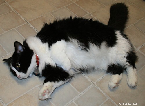 5 Clear Signs Your Cat Is Experiencing Heat Stroke