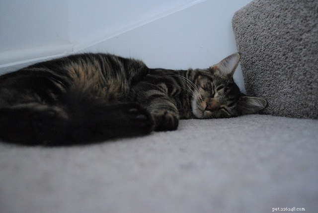 5 Health Conditions That Can Make Your Cat Overly Tired