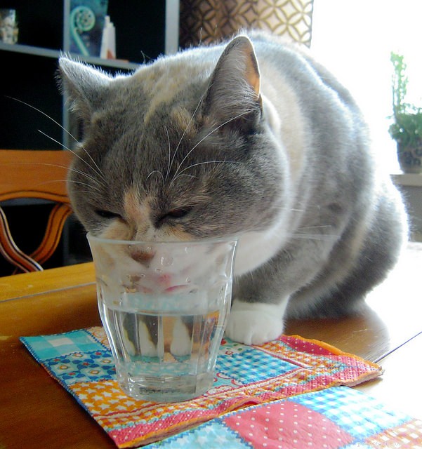 10 Cat Behaviors That Demand Immediate Vet Attention