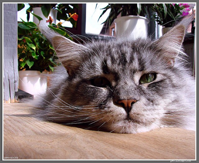 10 Cat Behaviors That Demand Immediate Vet Attention