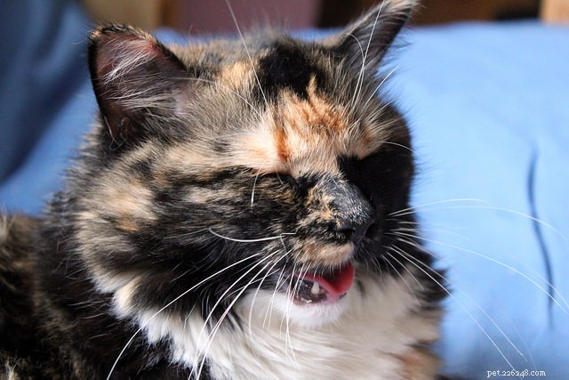 10 Cat Behaviors That Demand Immediate Vet Attention