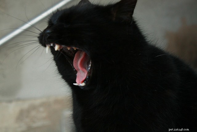 10 Cat Behaviors That Demand Immediate Vet Attention