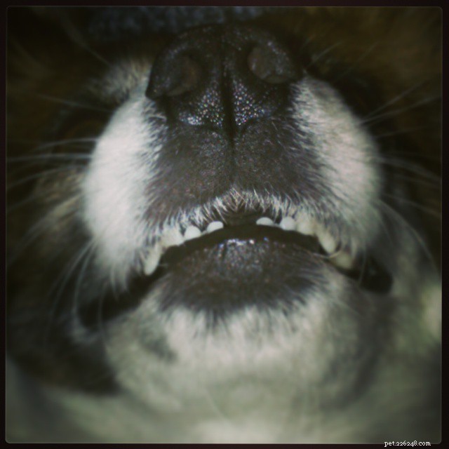Professional Guide: Brushing Your Dog’s Teeth for Optimal Health