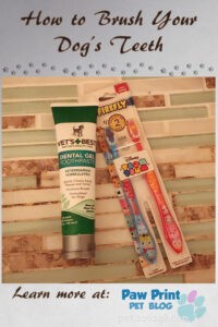 Professional Guide: Brushing Your Dog’s Teeth for Optimal Health