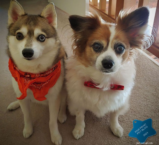 Safe Thanksgiving for Pets: Essential Safety Tips