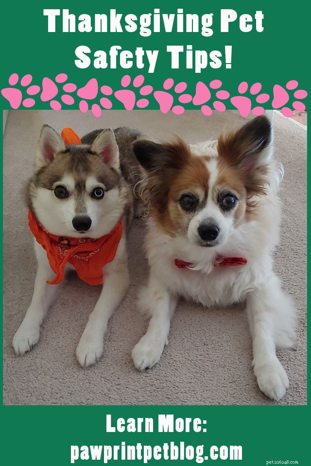 Safe Thanksgiving for Pets: Essential Safety Tips