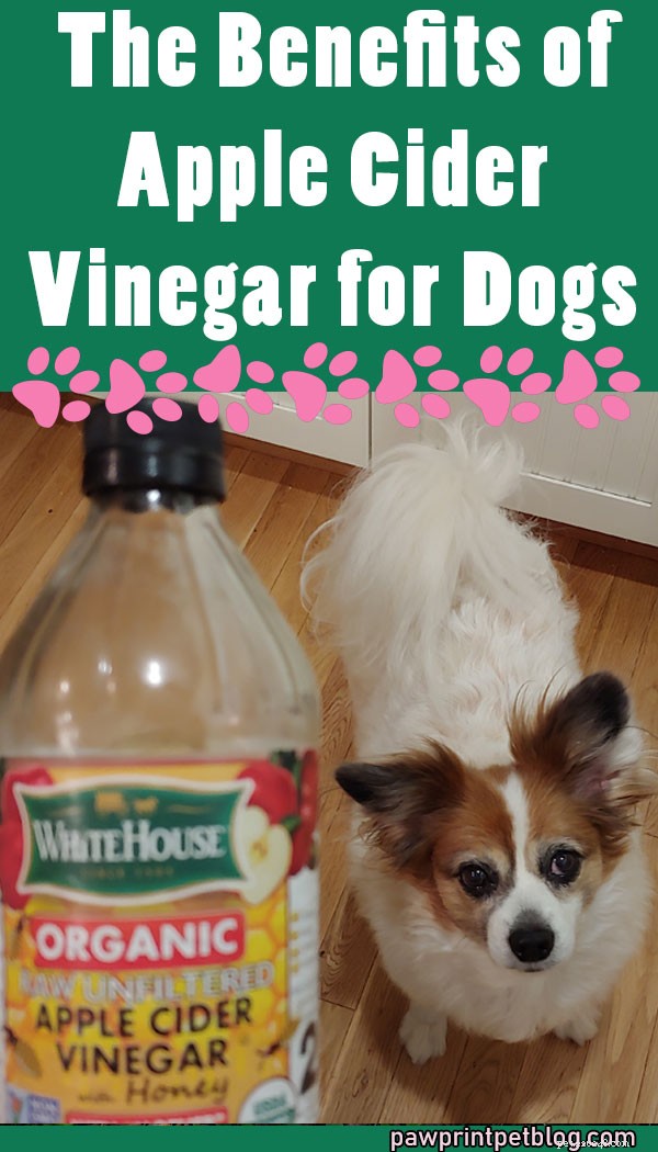 Apple Cider Vinegar: Proven Benefits for Your Dog’s Health
