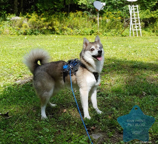 Protect Your Dogs from Poison Ivy, Oak, and Sumac: Essential Care Tips