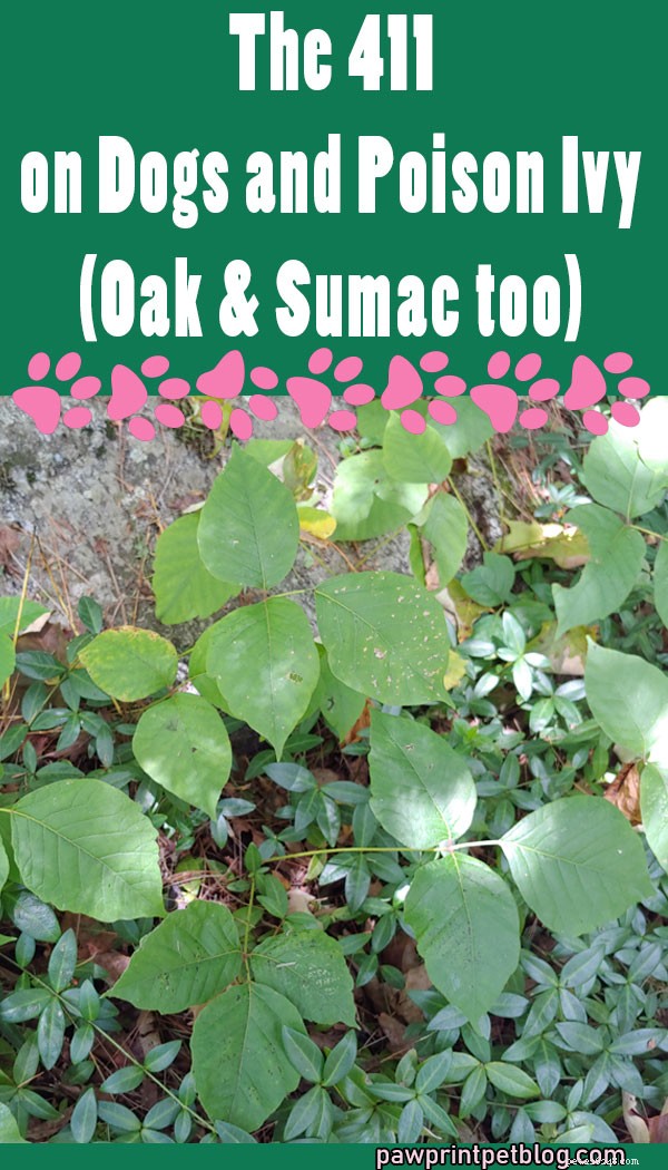 Protect Your Dogs from Poison Ivy, Oak, and Sumac: Essential Care Tips