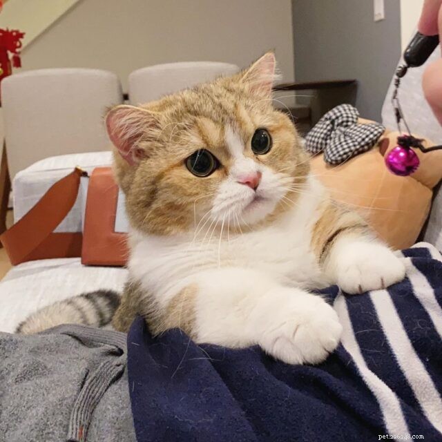 The Charm of Small Cats: Why Compact Kitties Capture Our Hearts