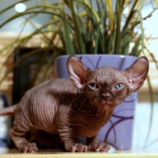 The Charm of Small Cats: Why Compact Kitties Capture Our Hearts