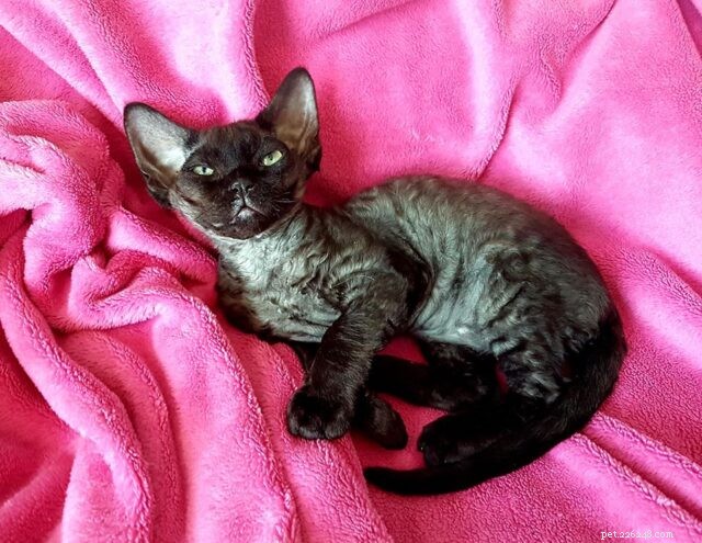 The Charm of Small Cats: Why Compact Kitties Capture Our Hearts