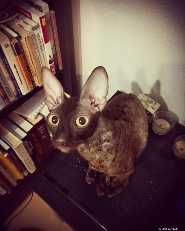 The Charm of Small Cats: Why Compact Kitties Capture Our Hearts