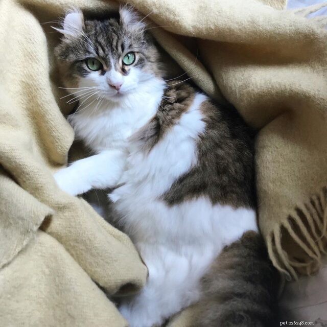 The Charm of Small Cats: Why Compact Kitties Capture Our Hearts