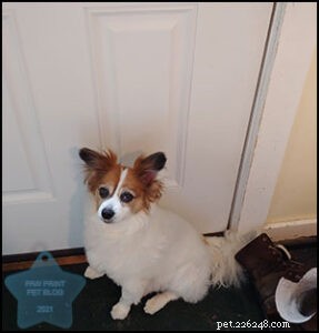 How Often Should You Take Your Dog Out? A Guide to Optimal Bathroom Breaks