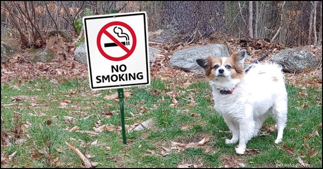 The Dangers of Smoking for Your Pets: What Every Owner Needs to Know