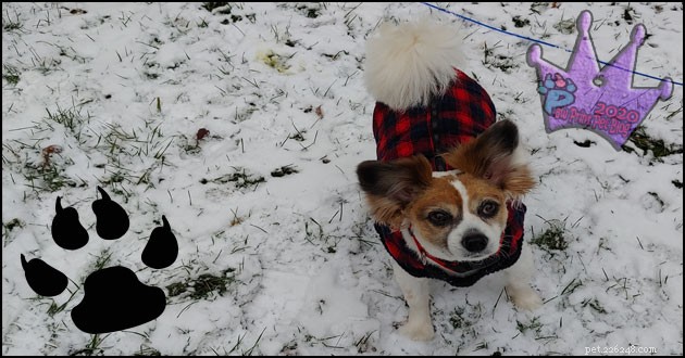 Eco-Friendly Ice Melt Alternative for Dogs and the Environment