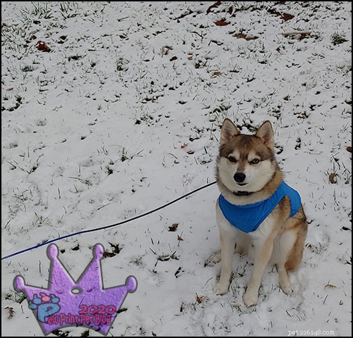 Eco-Friendly Ice Melt Alternative for Dogs and the Environment