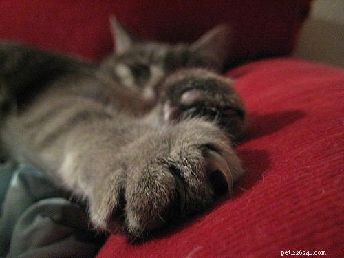 3 Expert Ways to Keep Your Cat’s Paws Healthy and Pain-Free