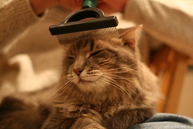 5 Key Reasons Grooming Your Cat Is Essential for Health and Happiness