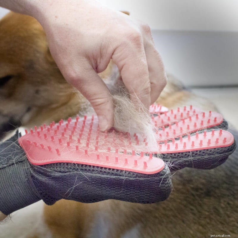 5 Key Reasons Grooming Your Cat Is Essential for Health and Happiness