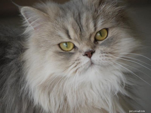 9 Expert Tips to Keep Your Long-Haired Cat Mat‑Free and Stress‑Free