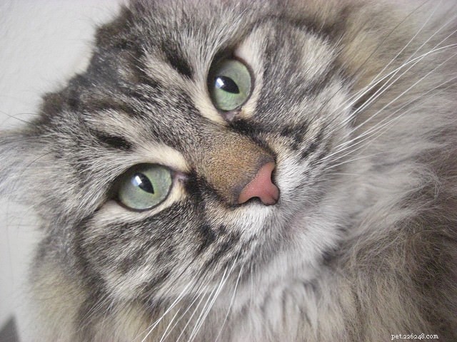 9 Expert Tips to Keep Your Long-Haired Cat Mat‑Free and Stress‑Free