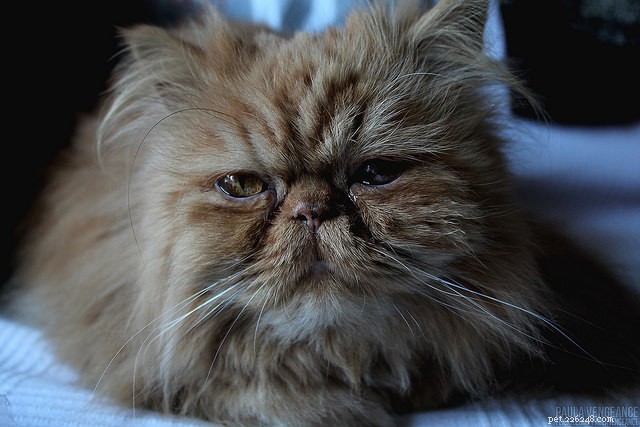 9 Expert Tips to Keep Your Long-Haired Cat Mat‑Free and Stress‑Free
