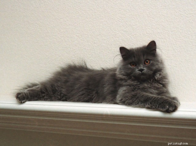 9 Expert Tips to Keep Your Long-Haired Cat Mat‑Free and Stress‑Free