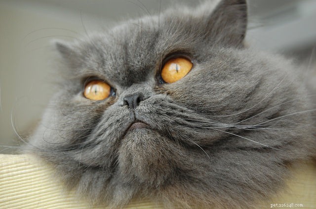 9 Expert Tips to Keep Your Long-Haired Cat Mat‑Free and Stress‑Free