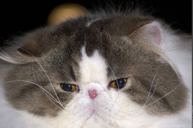 9 Expert Tips to Keep Your Long-Haired Cat Mat‑Free and Stress‑Free