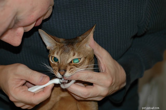 Stress‑Free Cat Grooming at Home: Proven Tips for a Calm Experience