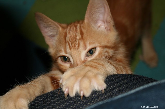 Stress‑Free Cat Grooming at Home: Proven Tips for a Calm Experience