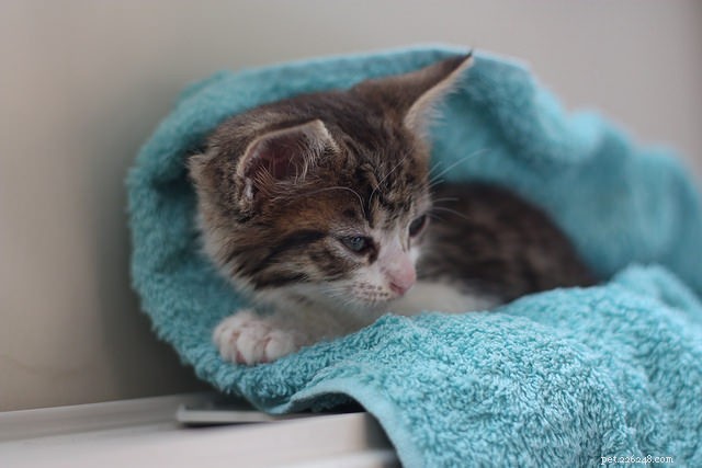 Stress‑Free Cat Grooming at Home: Proven Tips for a Calm Experience