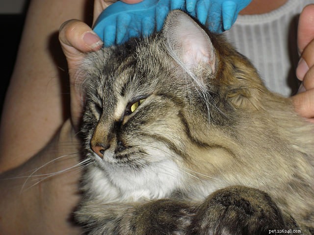 Stress‑Free Cat Grooming at Home: Proven Tips for a Calm Experience