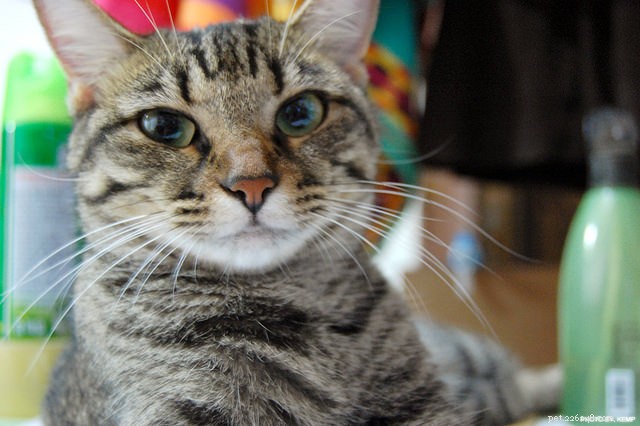 Understanding Cat Hairballs: Causes, Prevention, and Care