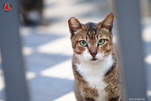 Understanding Cat Hairballs: Causes, Prevention, and Care