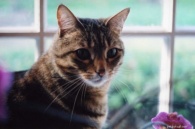 Understanding Cat Hairballs: Causes, Prevention, and Care