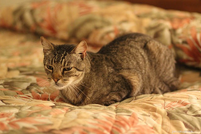 National Disaster Preparedness Month: 6 Essential Steps to Protect Your Home, Family, and Pets