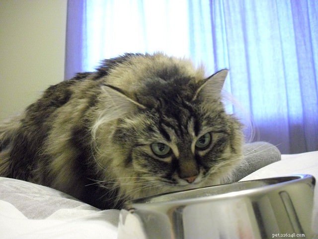 7 Proven Strategies to Encourage Your Cat to Stay Hydrated