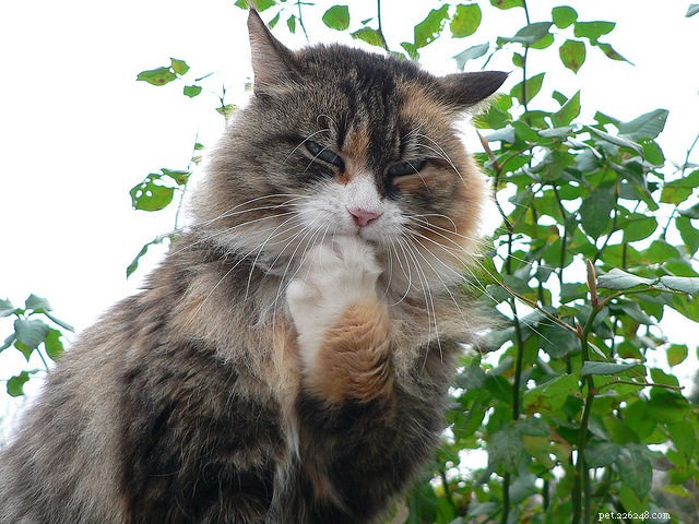 9 Essential Cat Dental Problems to Watch for and How to Prevent Them