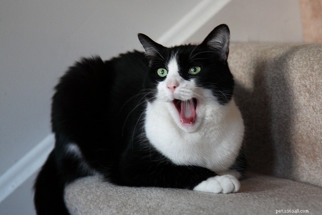 9 Essential Cat Dental Problems to Watch for and How to Prevent Them