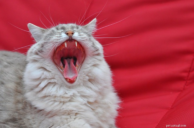 9 Essential Cat Dental Problems to Watch for and How to Prevent Them