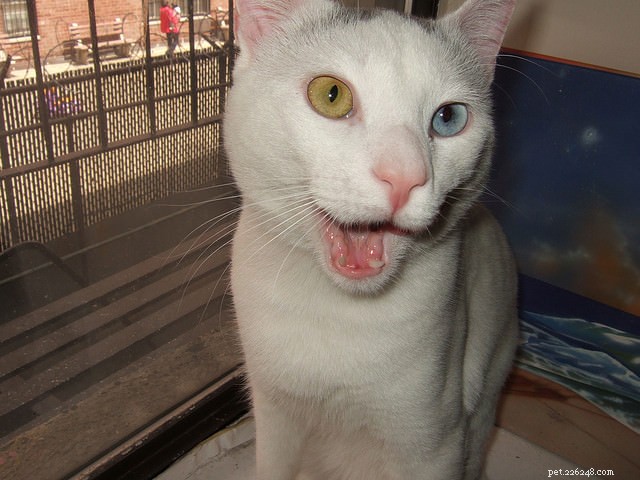 9 Essential Cat Dental Problems to Watch for and How to Prevent Them