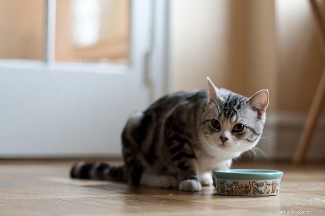 8 Key Cat Behavior Red Flags You Shouldn t Ignore