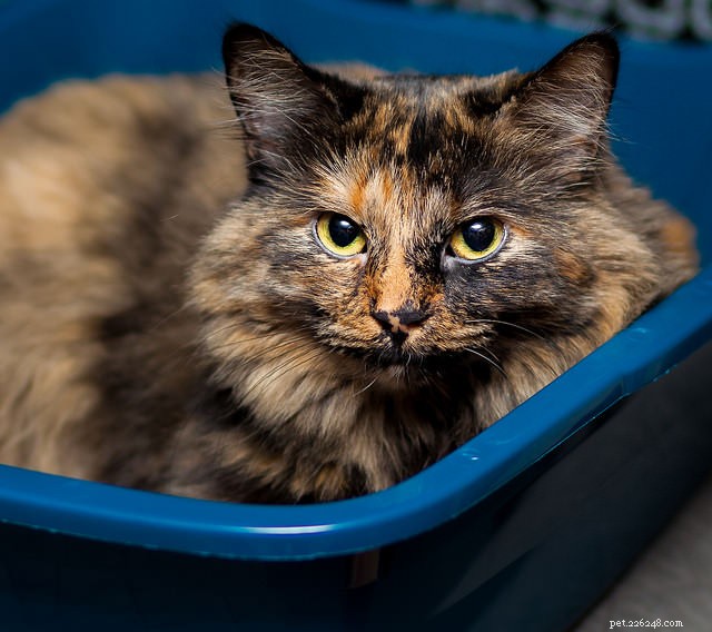 8 Key Cat Behavior Red Flags You Shouldn t Ignore