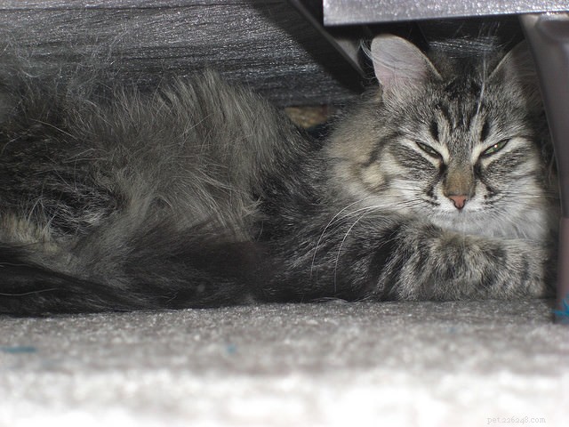 8 Key Cat Behavior Red Flags You Shouldn t Ignore